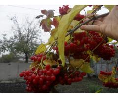 Саженцы высокоурожайной калины